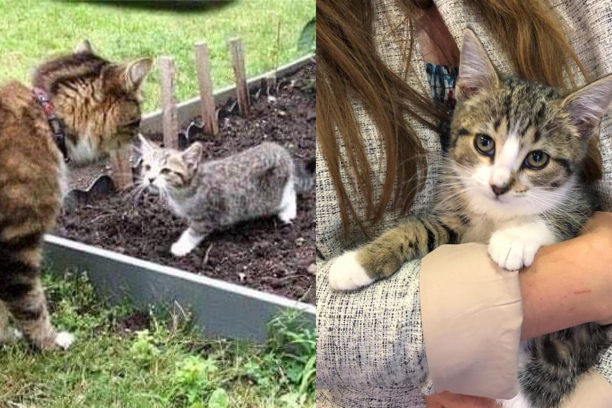 Kitten Wandered into Family Garden and Befriended Their Cat, She Came Back to Leave Streets Behind