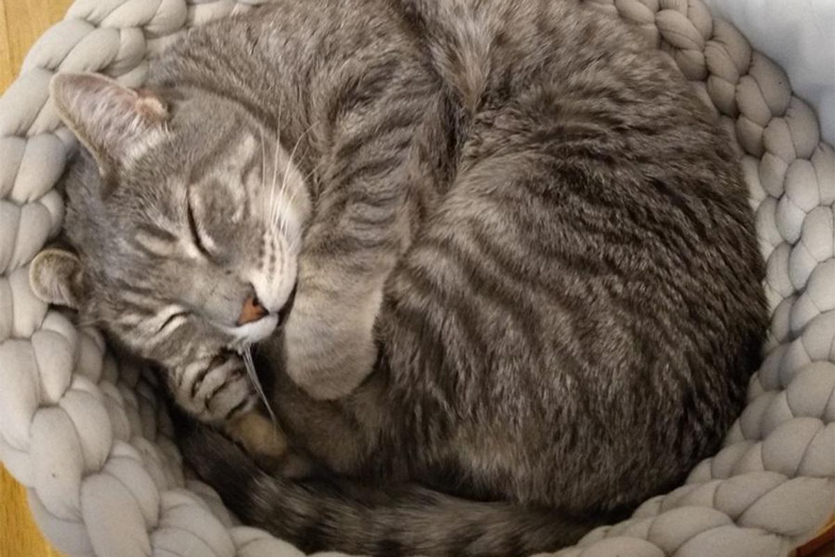 Area Cat Notices Today's News Is A LOT, Reminds You To Breathe