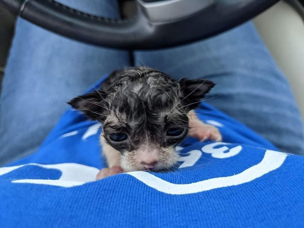 kitten found in rain