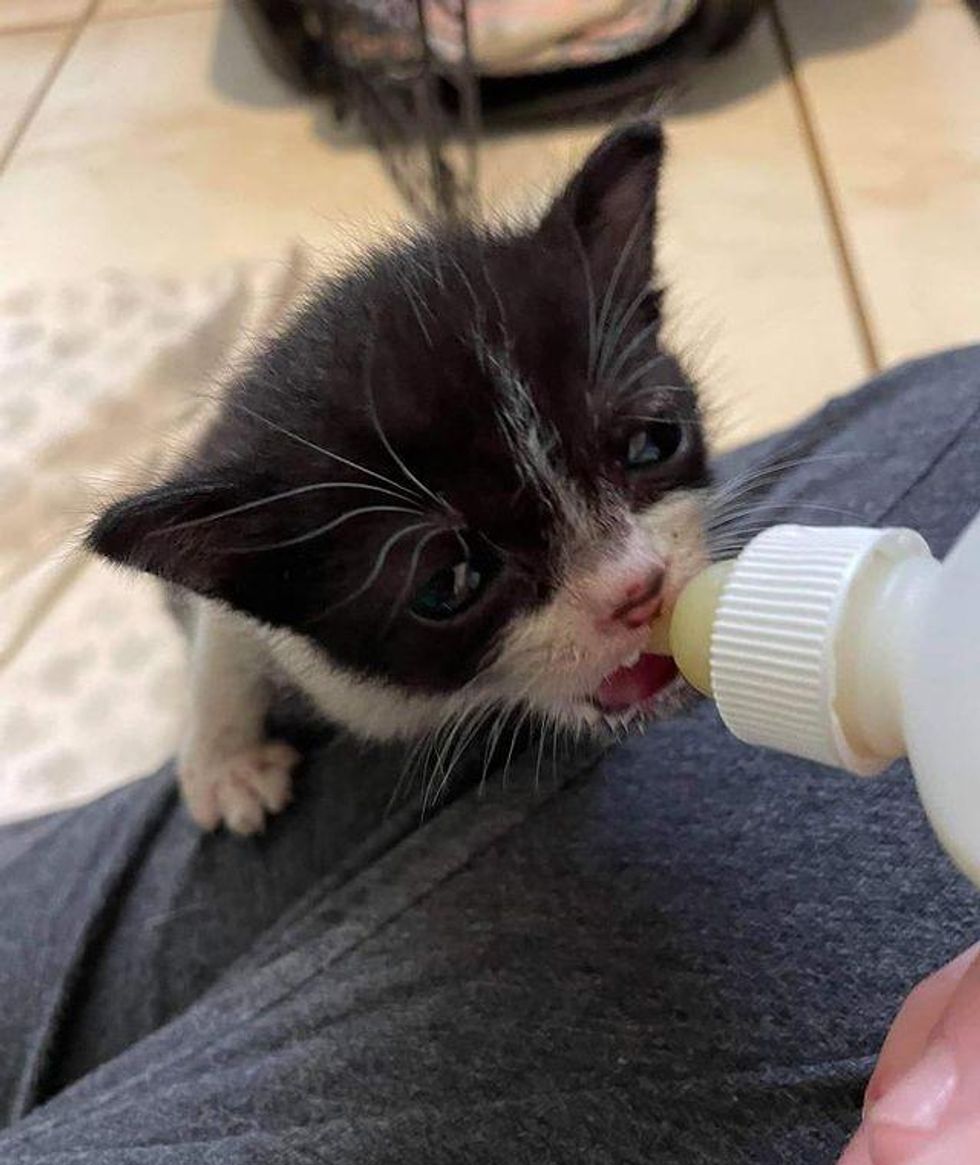 bottle kitten