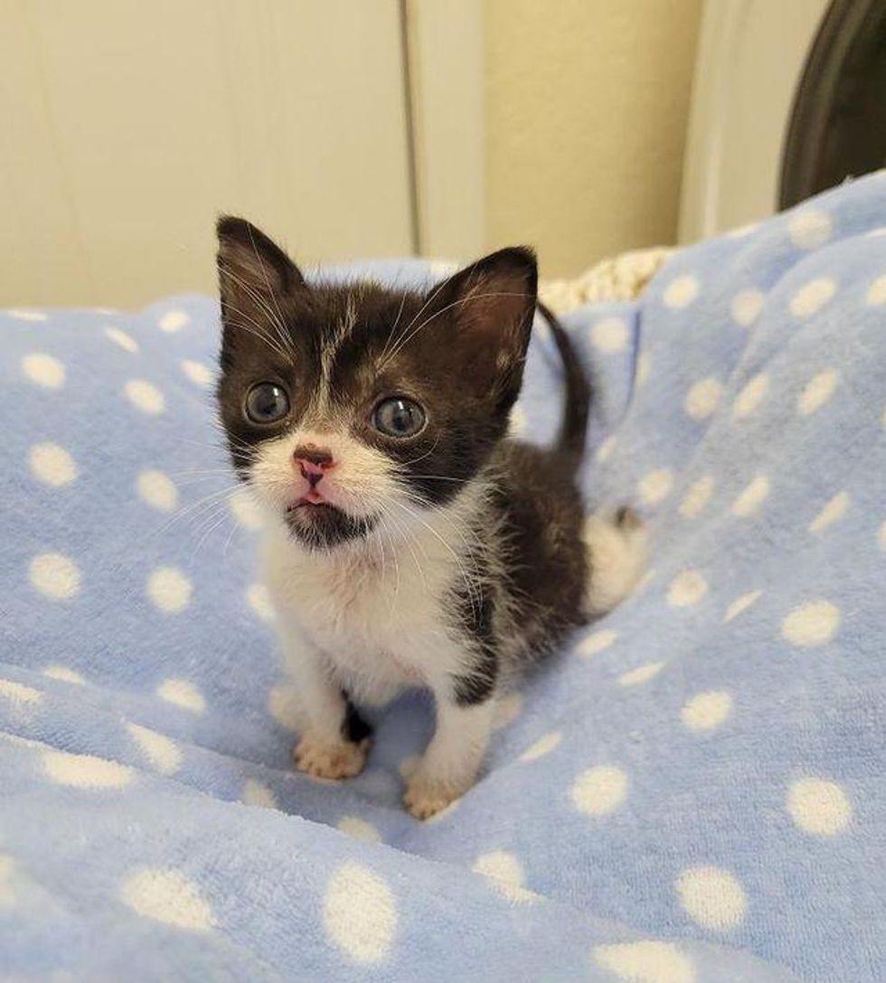 sweet tiny kitten