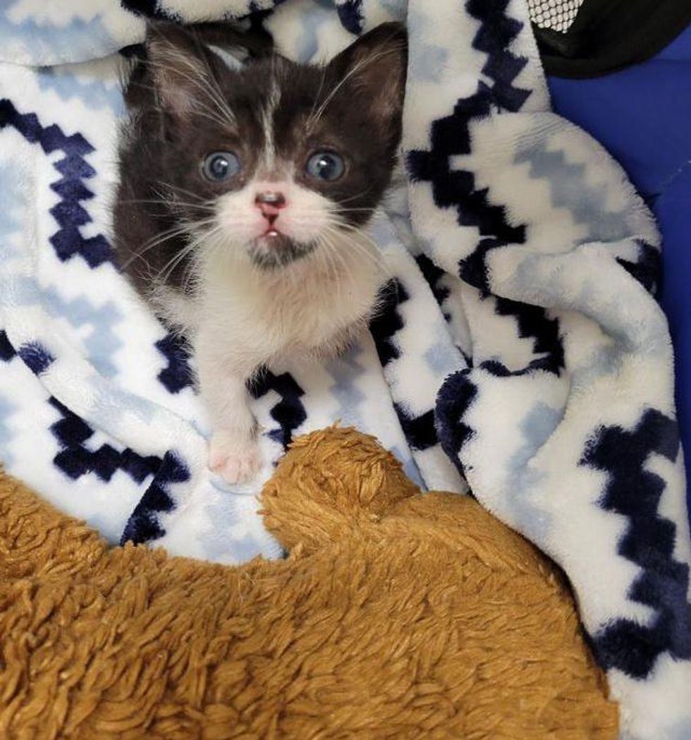 tuxedo kitten sweet