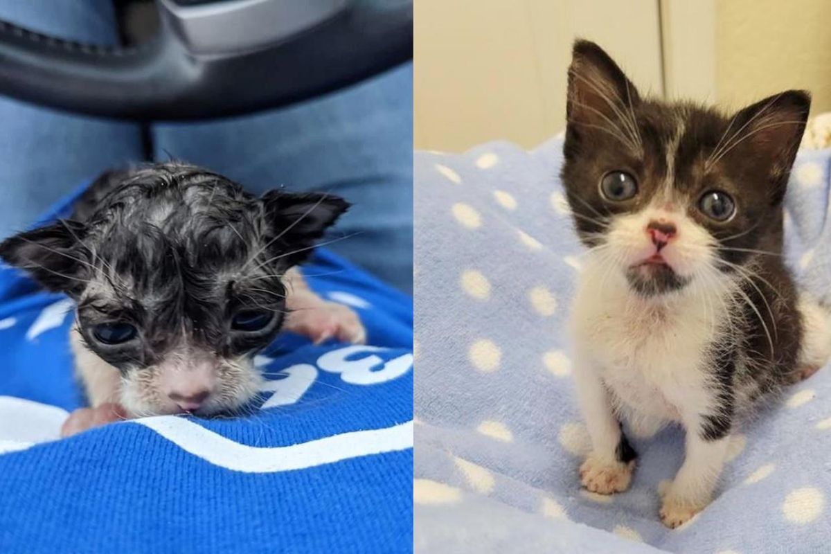 Tiny Kitten Drenched in Pouring Rain Grabs onto Woman and Strives for Better Life