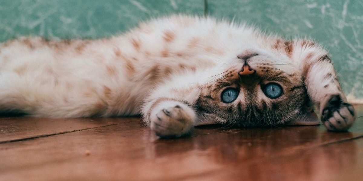 The best and worst places to be a cat in the U.S.