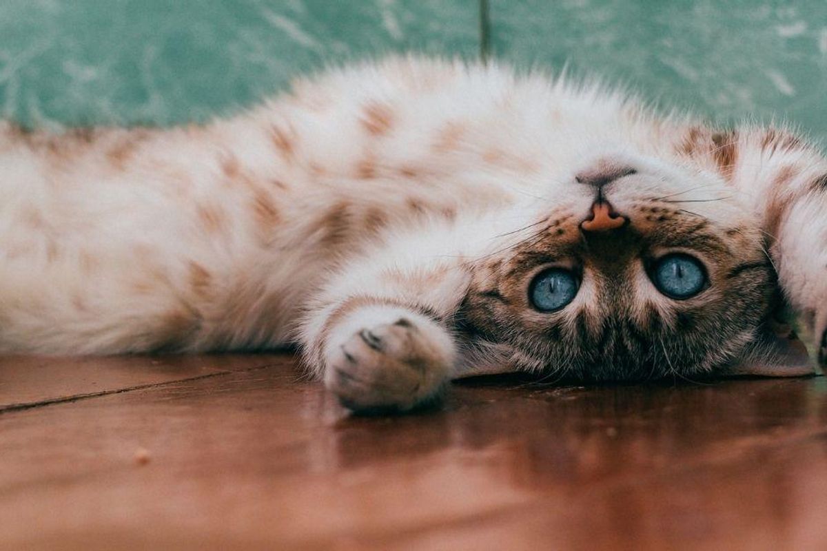 What's the best place to be a cat? These are the most feline-friendly cities in America