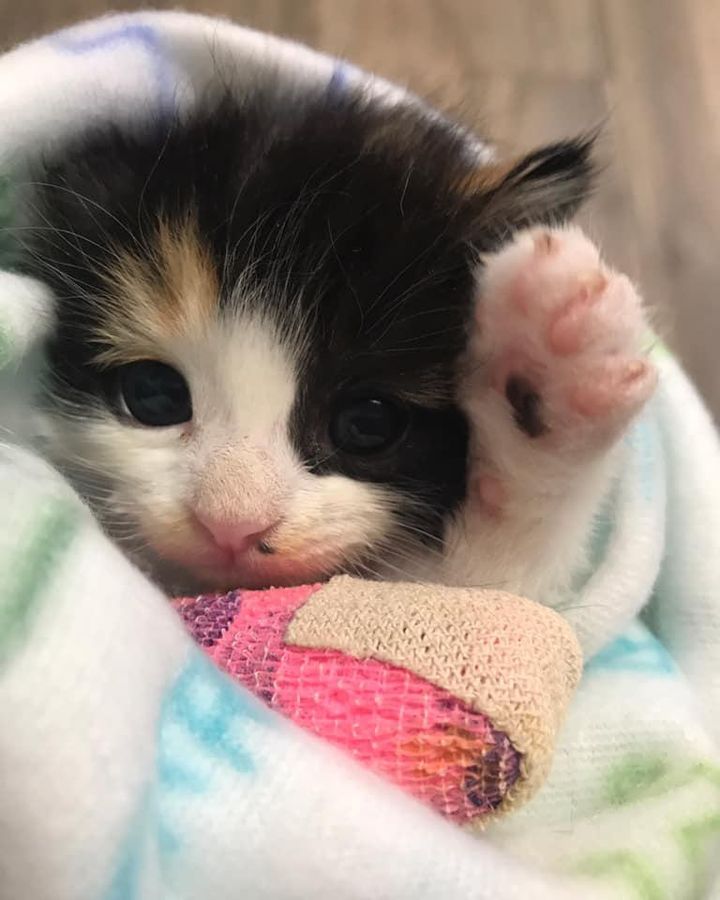 calico kitten paw