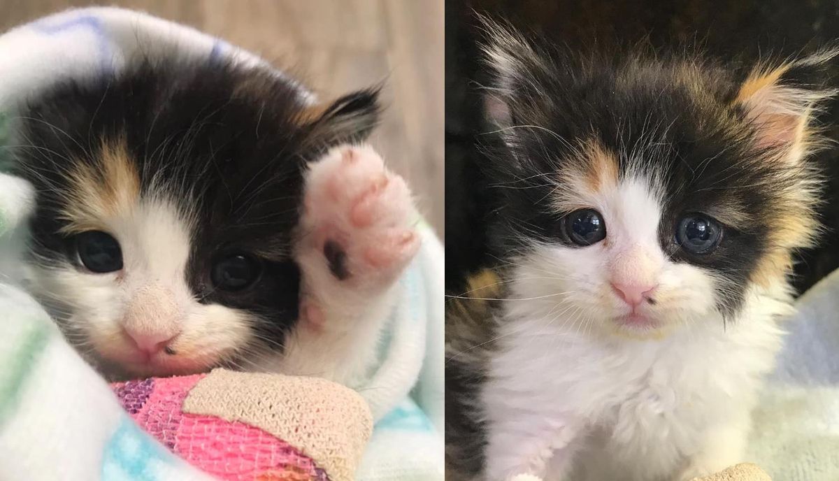 Kitten Found in Plant Nursery is So Happy to Be Helped and Determined to Get Back on Her Feet