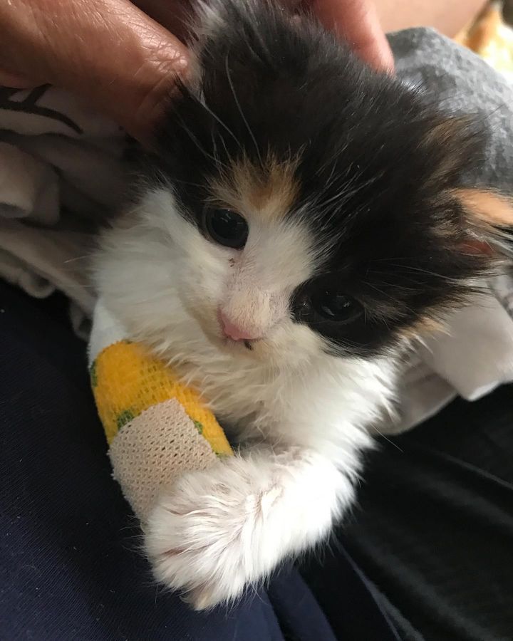 kitten paw bandage