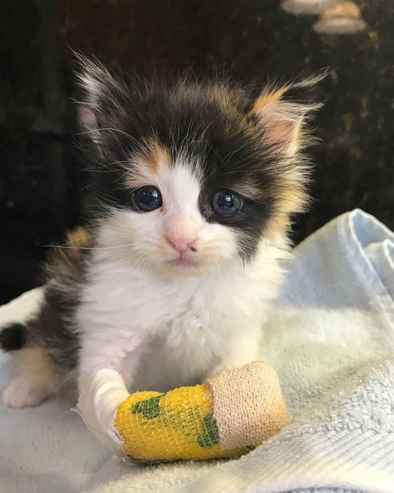 sweet calico kitten