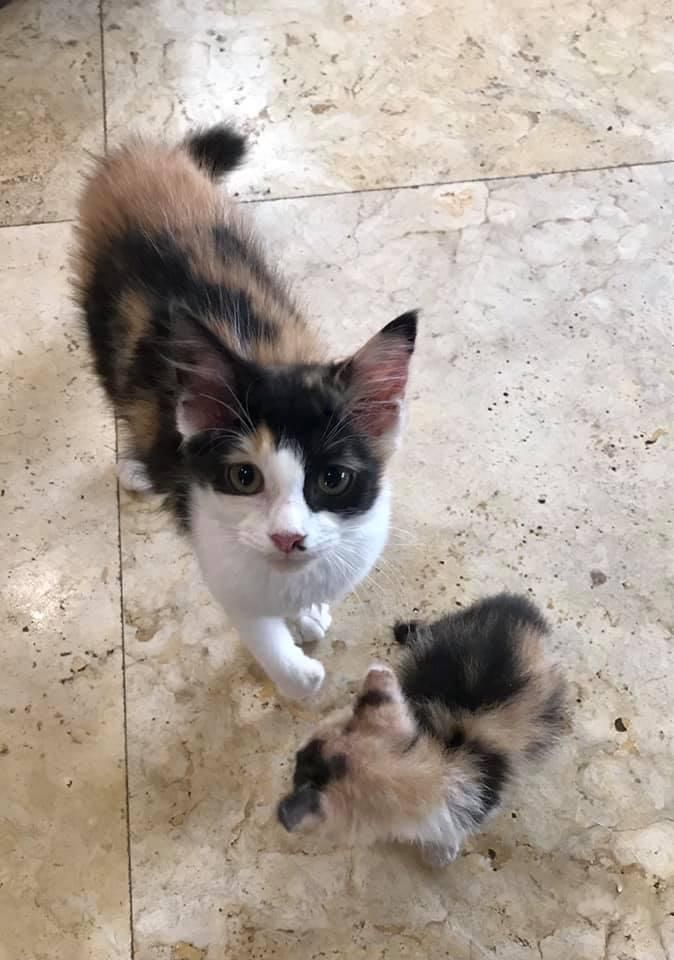 calico cat kitten