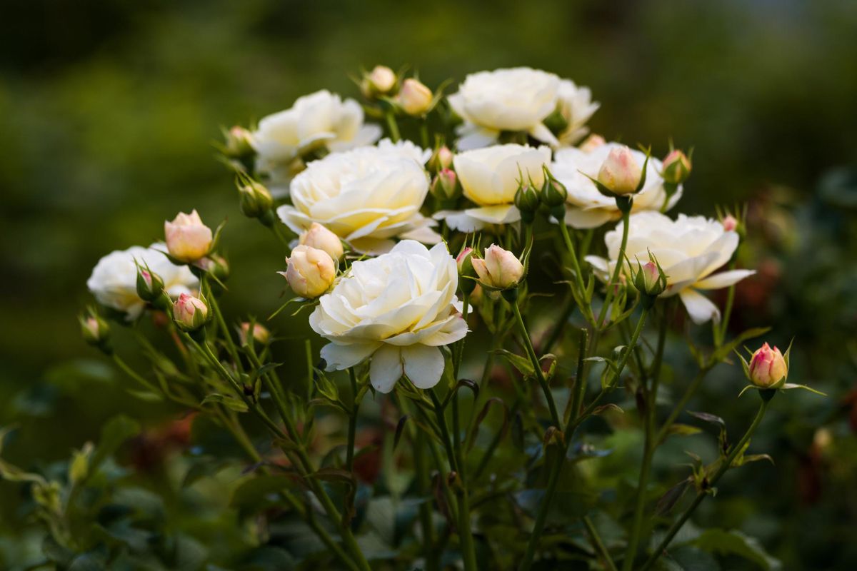 Una rosa bianca può darci un nuovo inizio