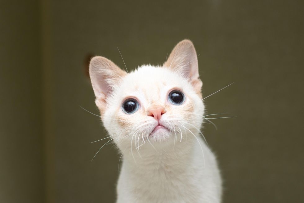 wobbly kitten, big eyed kitten