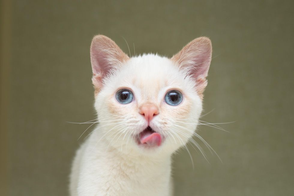kitten tongue blep