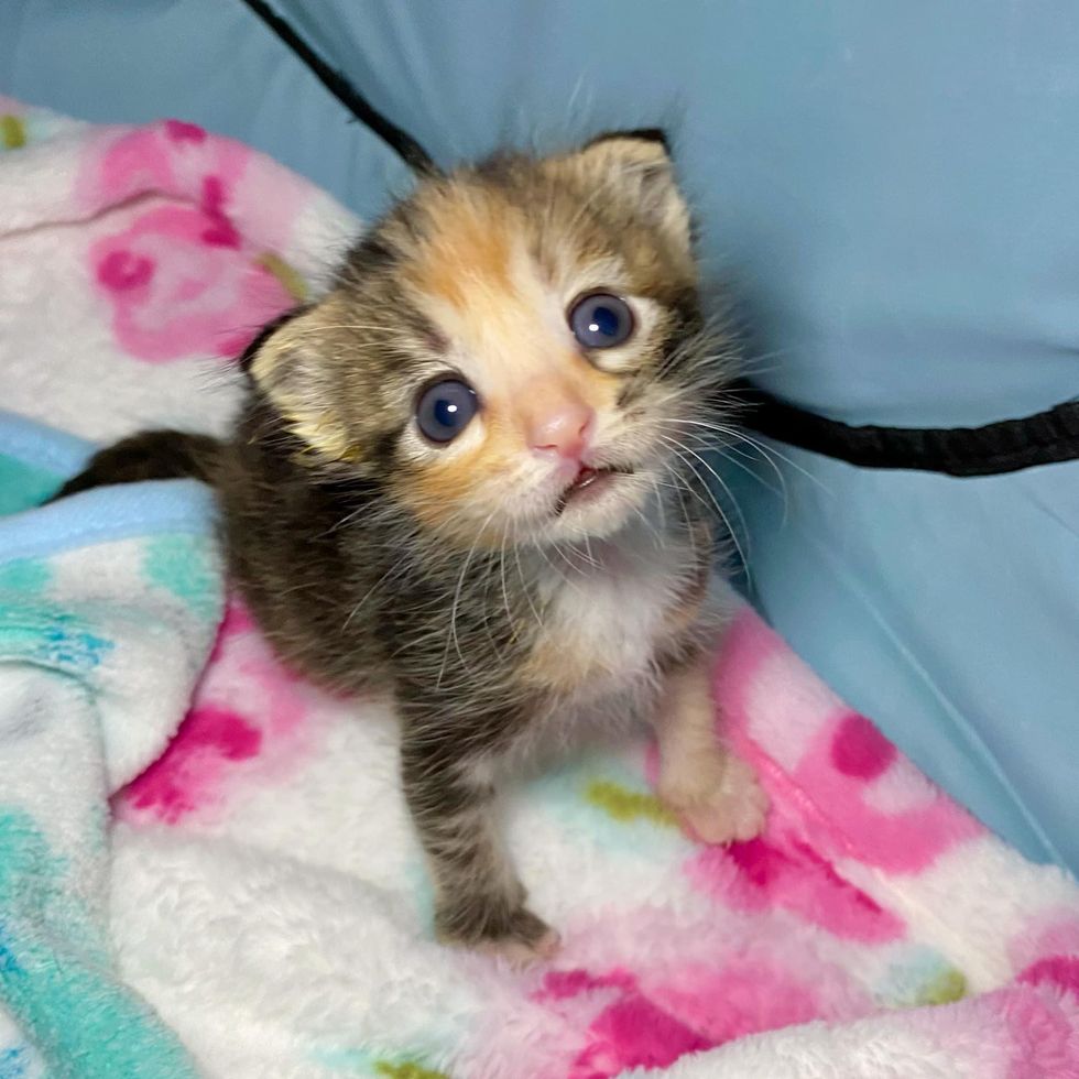 calico kitten tiny