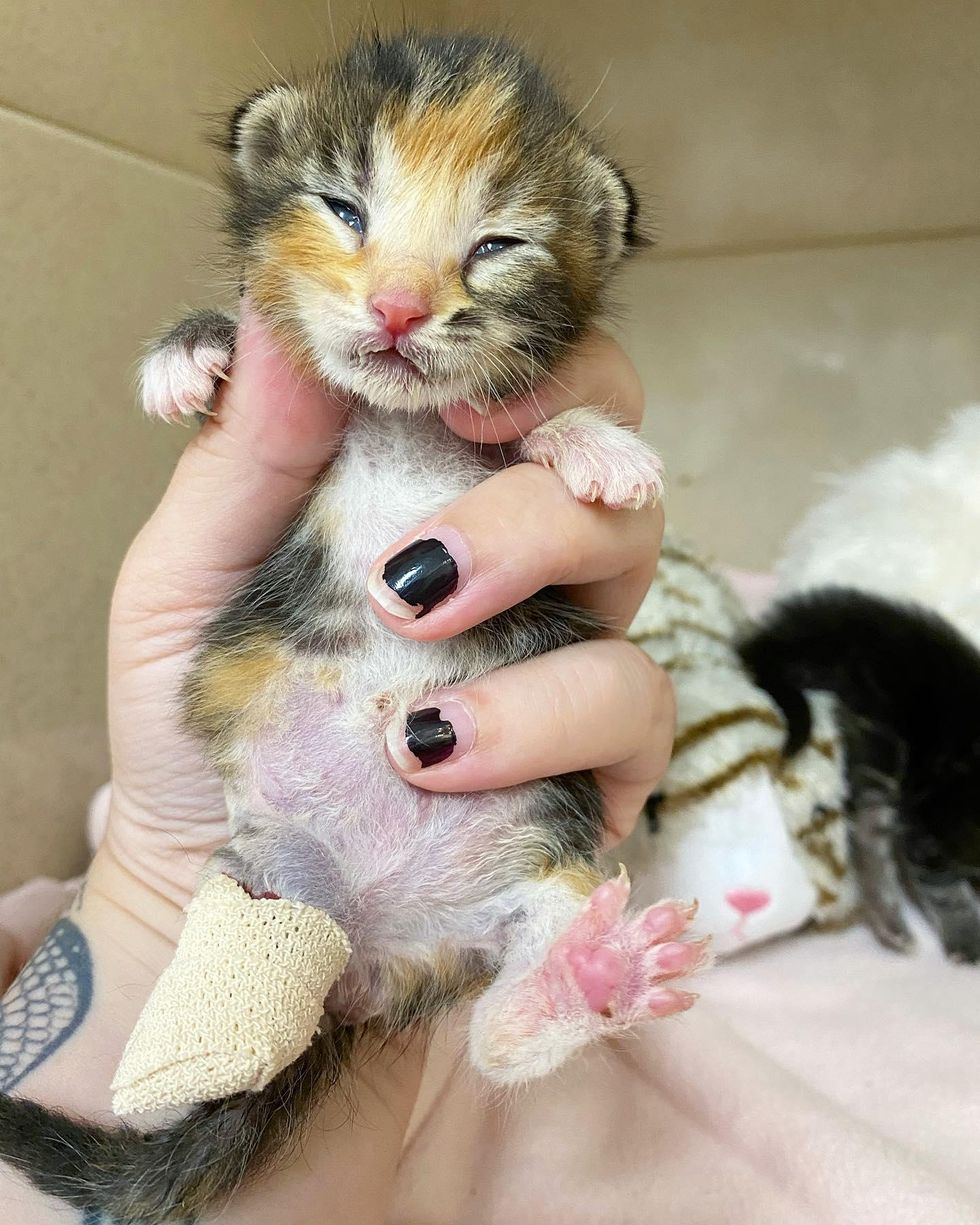 kitten injured paw
