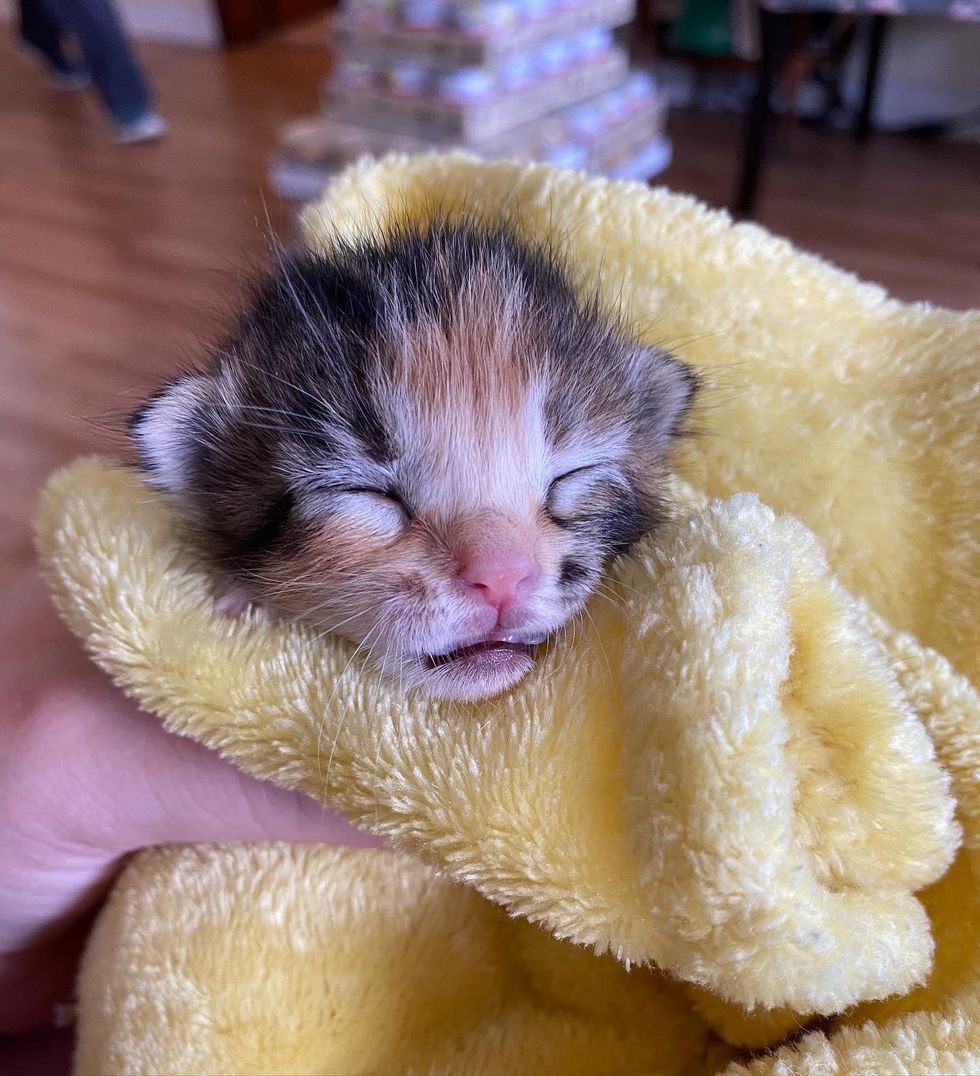 calico kitten purrito