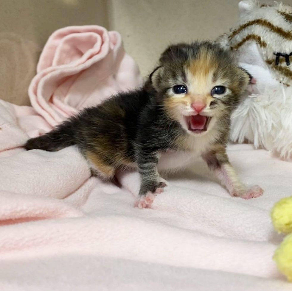 demanding calico kitten