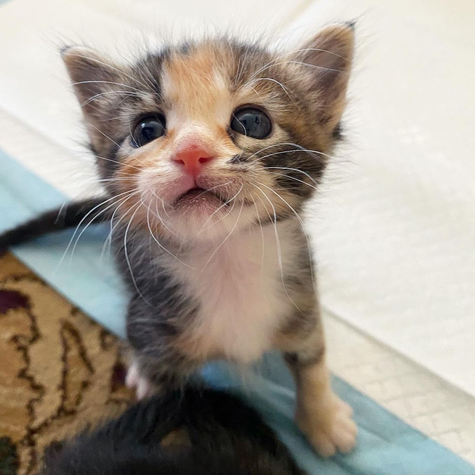 cute calico kitten