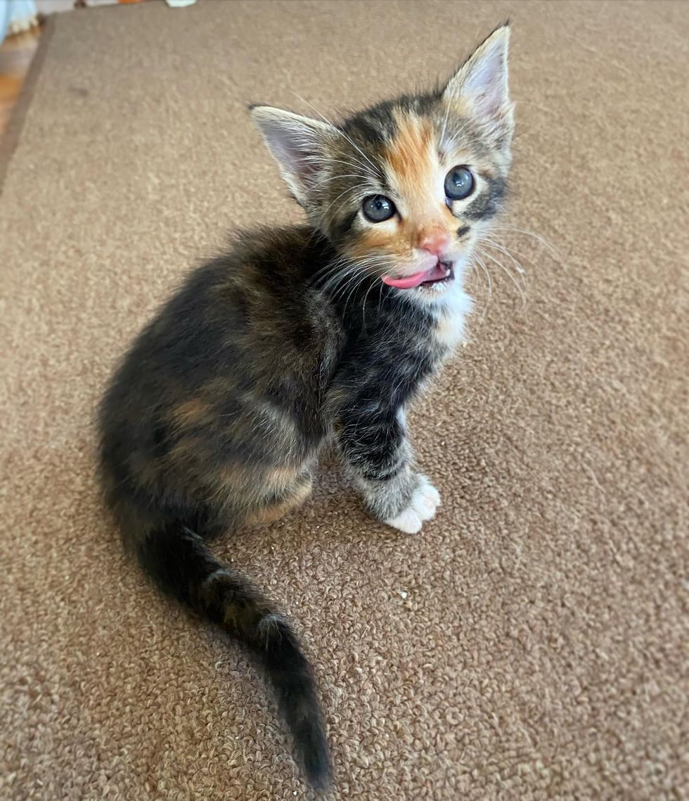 beautiful calico kitten