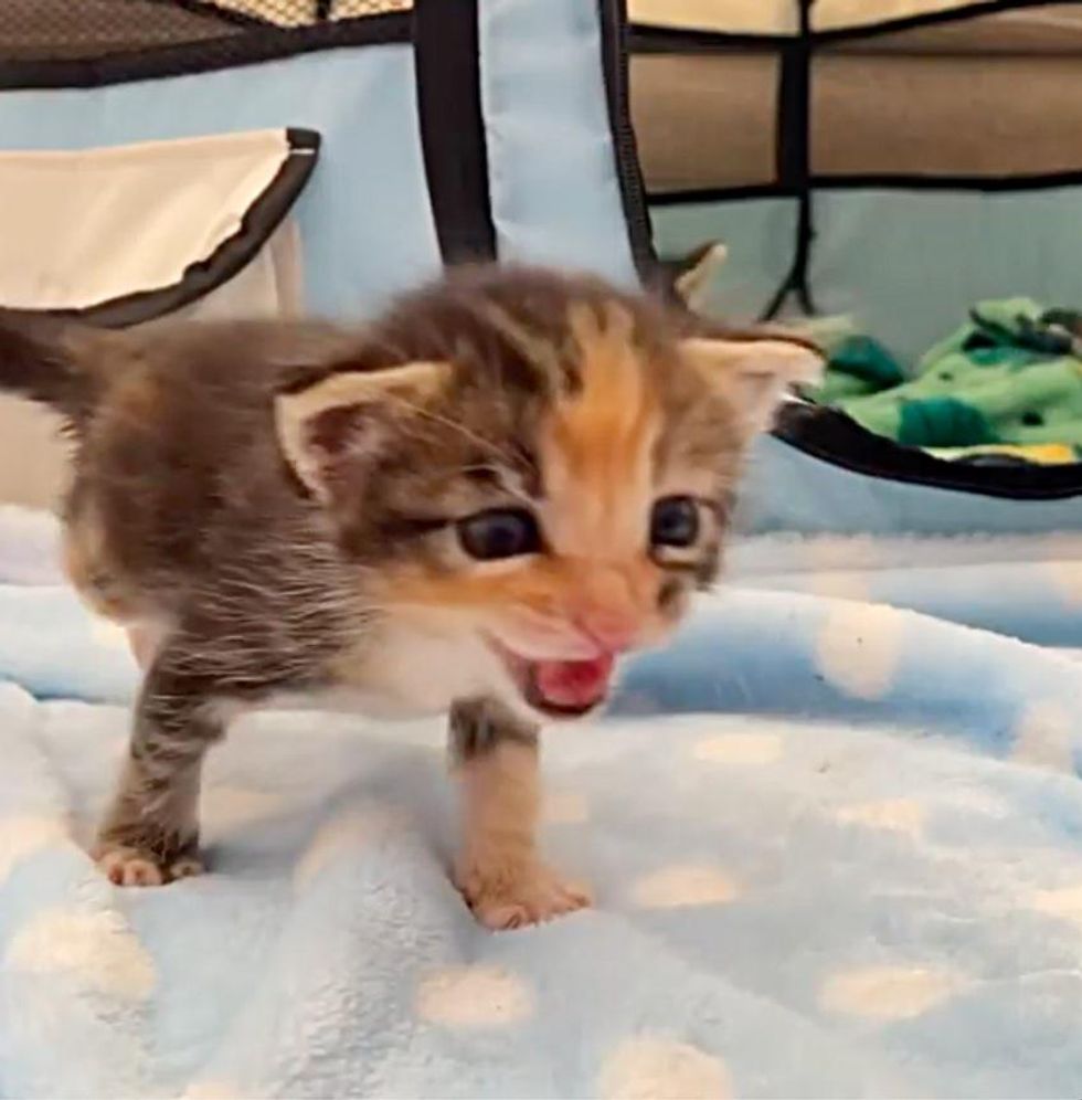 brave tripod kitten