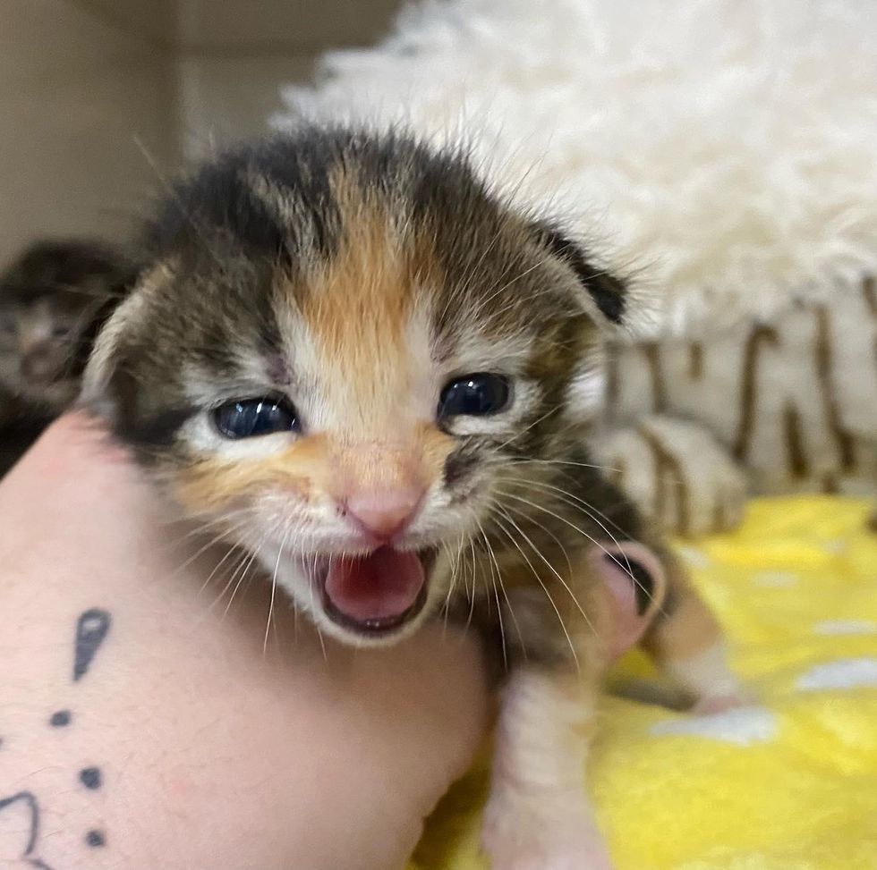 vocal calico kitten