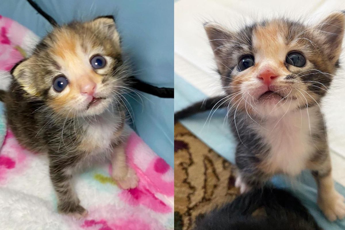 Kitten with 3 Paws Perseveres and Lives Everyday to Fullest After Being Found Near Dumpster