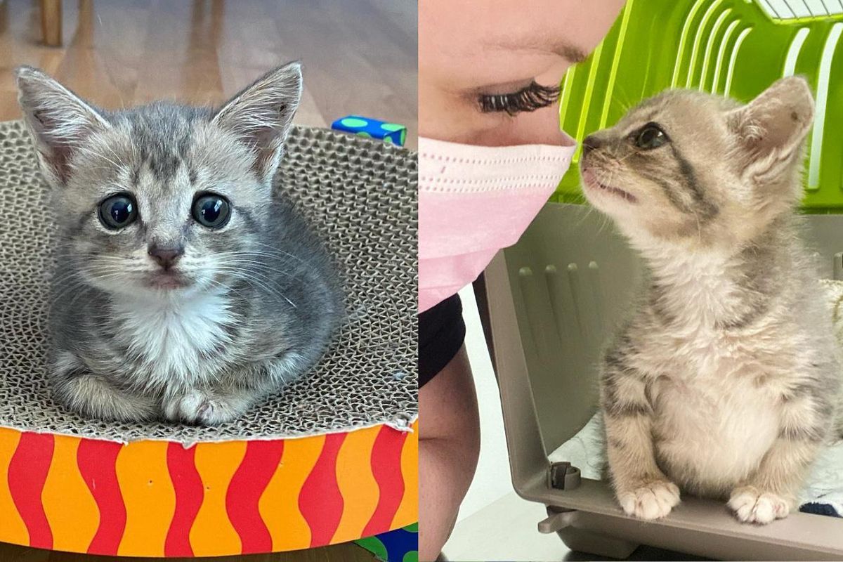 Kitten Determined to Walk and Lead a Happy Life After Being Brought in as a Stray