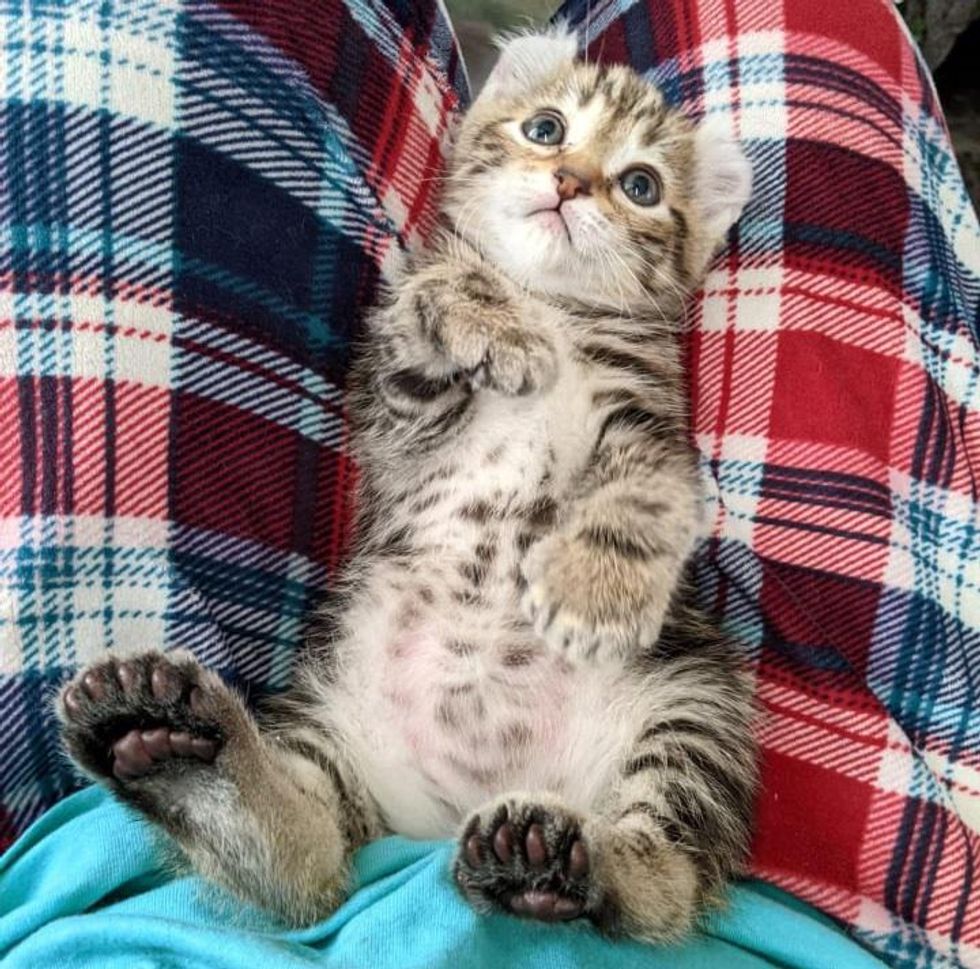 polydactyl kitten, big paws