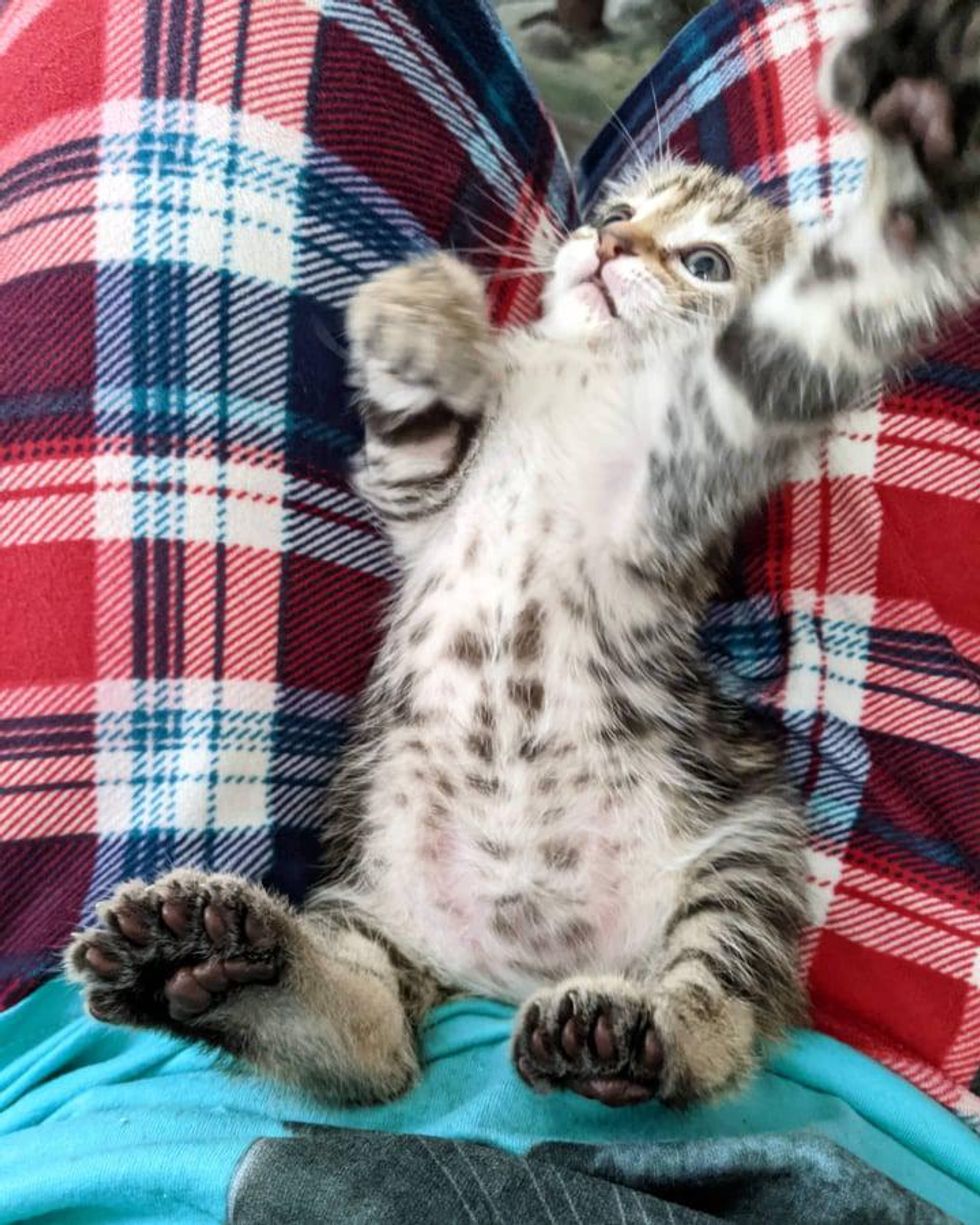 lap kitten extra toes