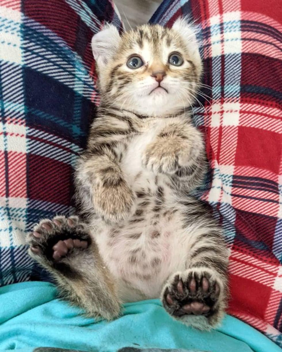 polydactyl kitten, extra toes, curled ears