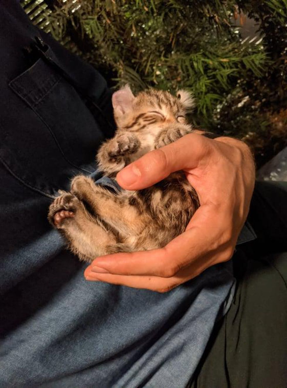 cuddly kitten