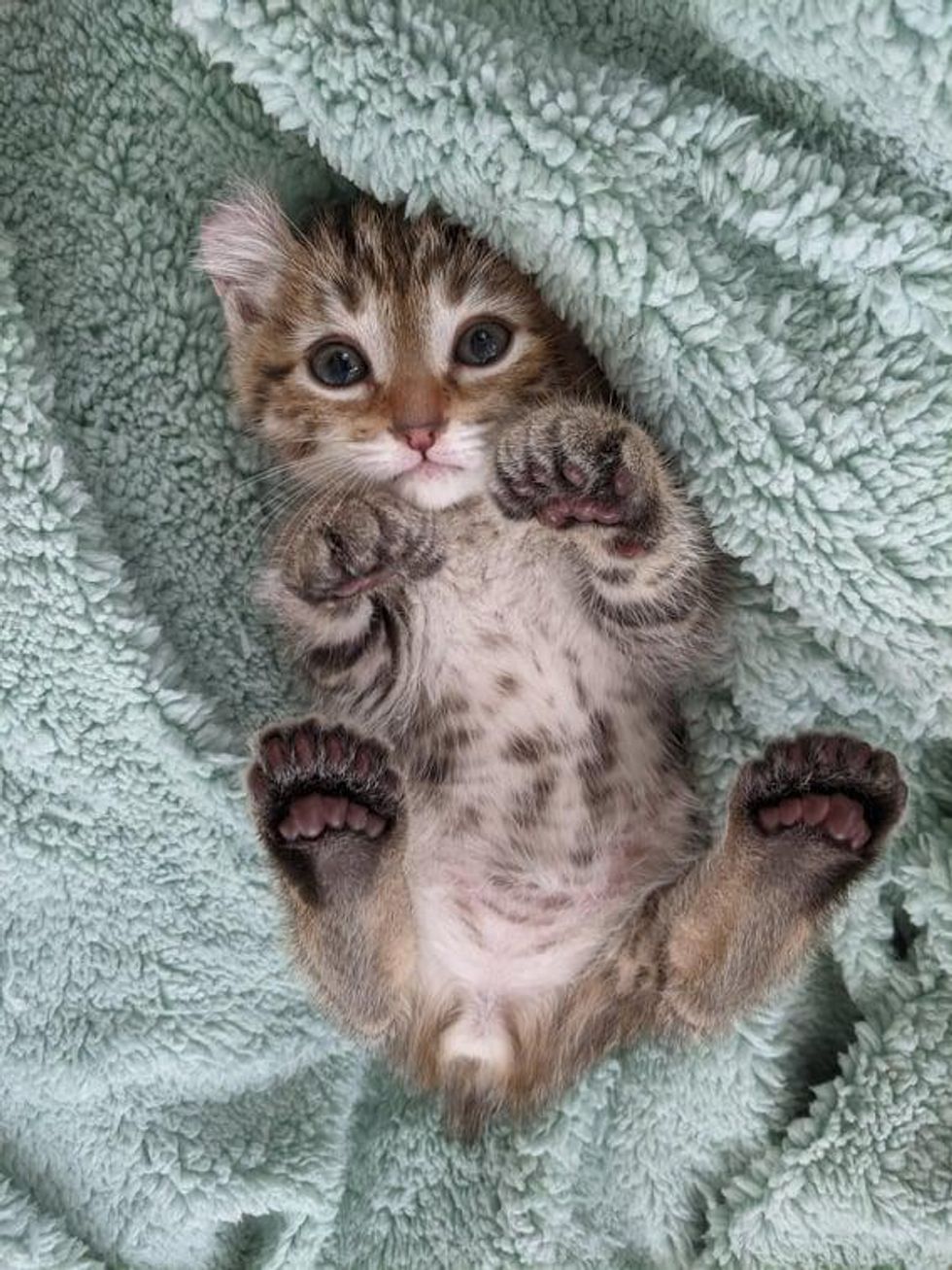 polydactyl kitten, curled ears