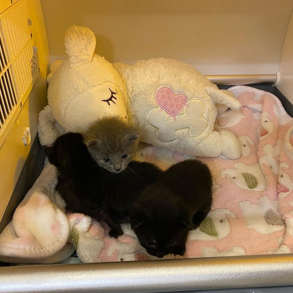 Kitten Found by Herself Takes to Two Other Younger Kittens and Showers