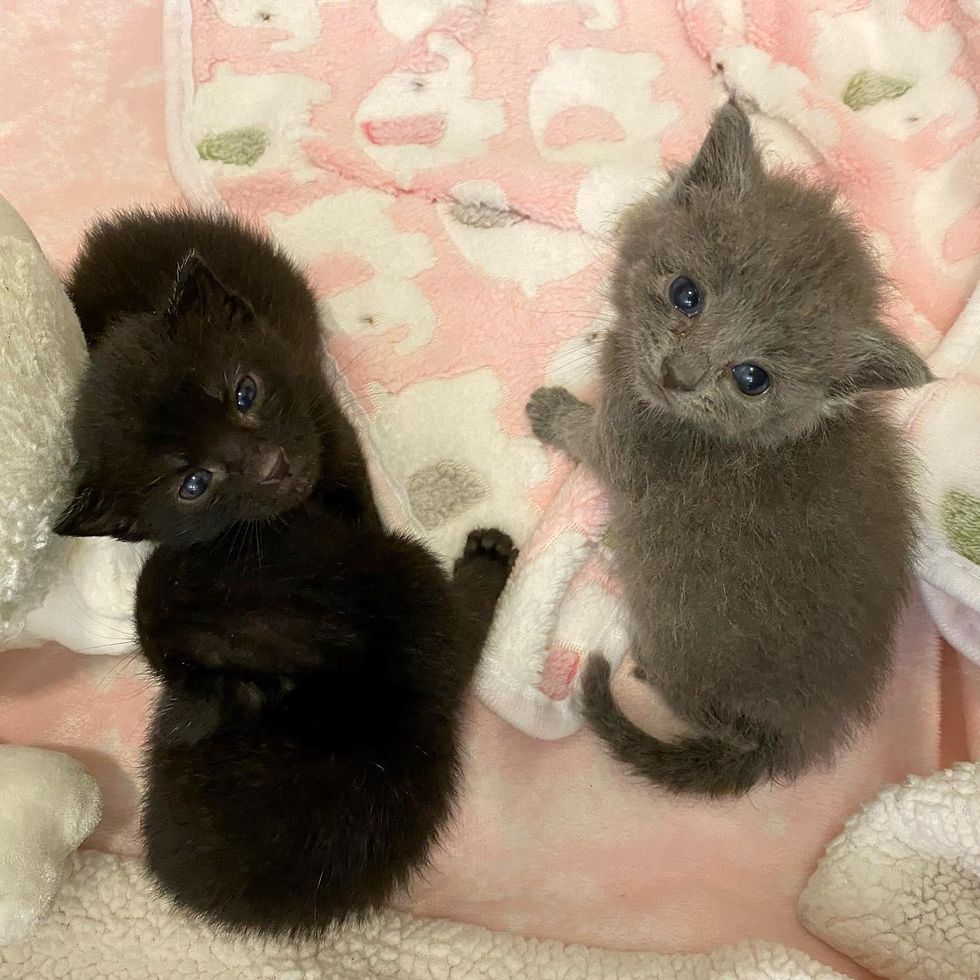 fluffy kittens