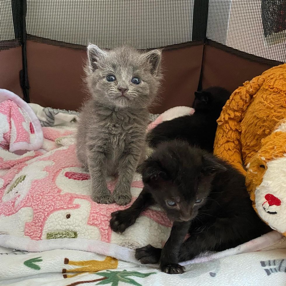 cute grey kitten