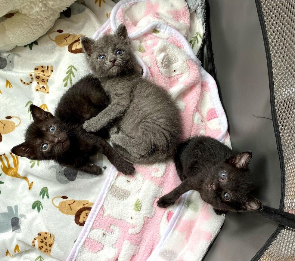 black grey kittens