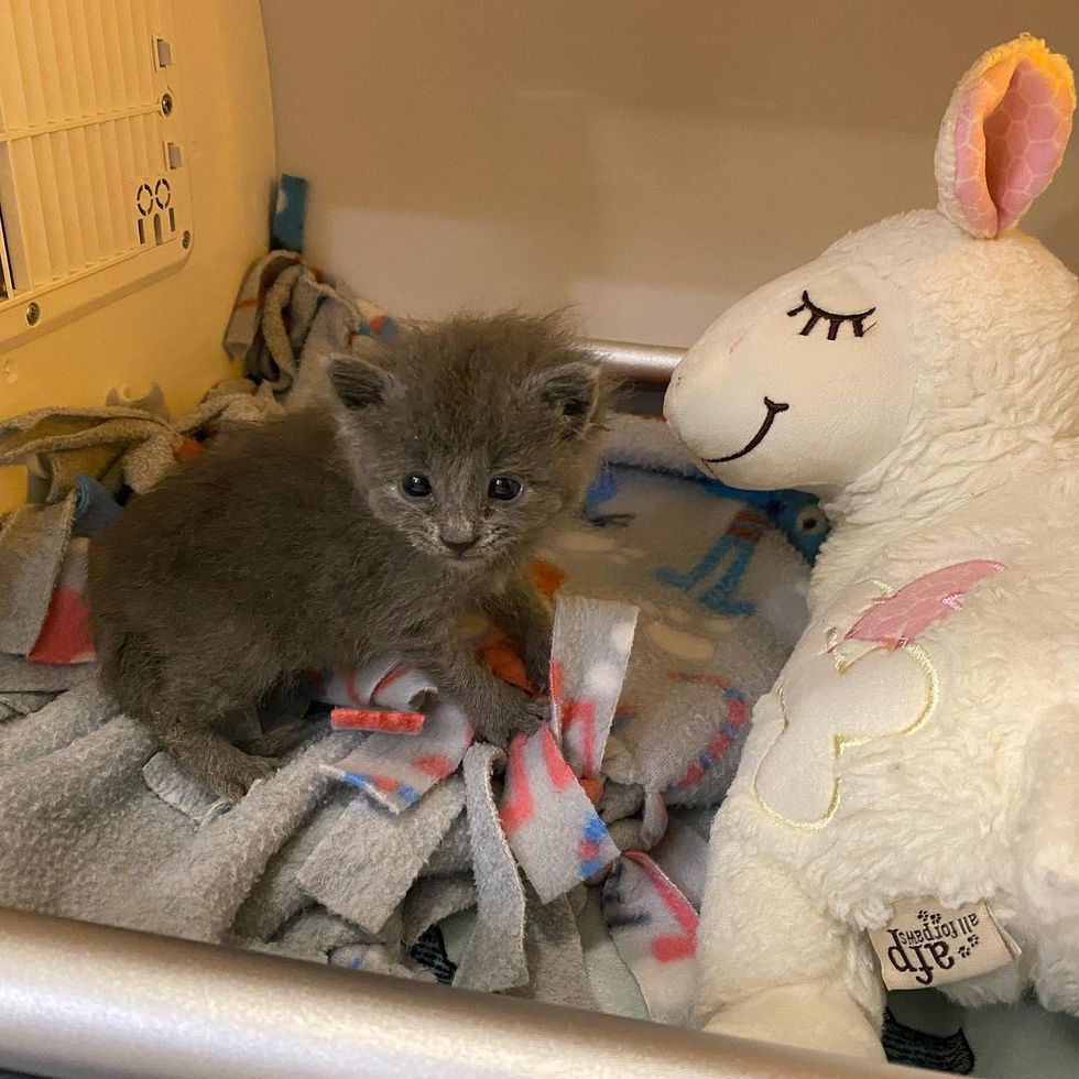 kitten and sheep toy