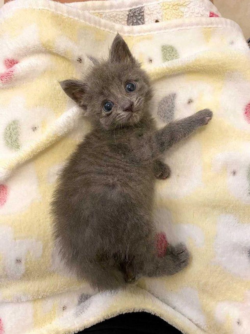 tiny grey kitten