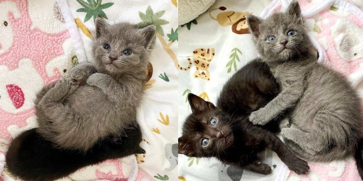 Kitten Found by Herself Takes to Two Other Younger Kittens and Showers ...