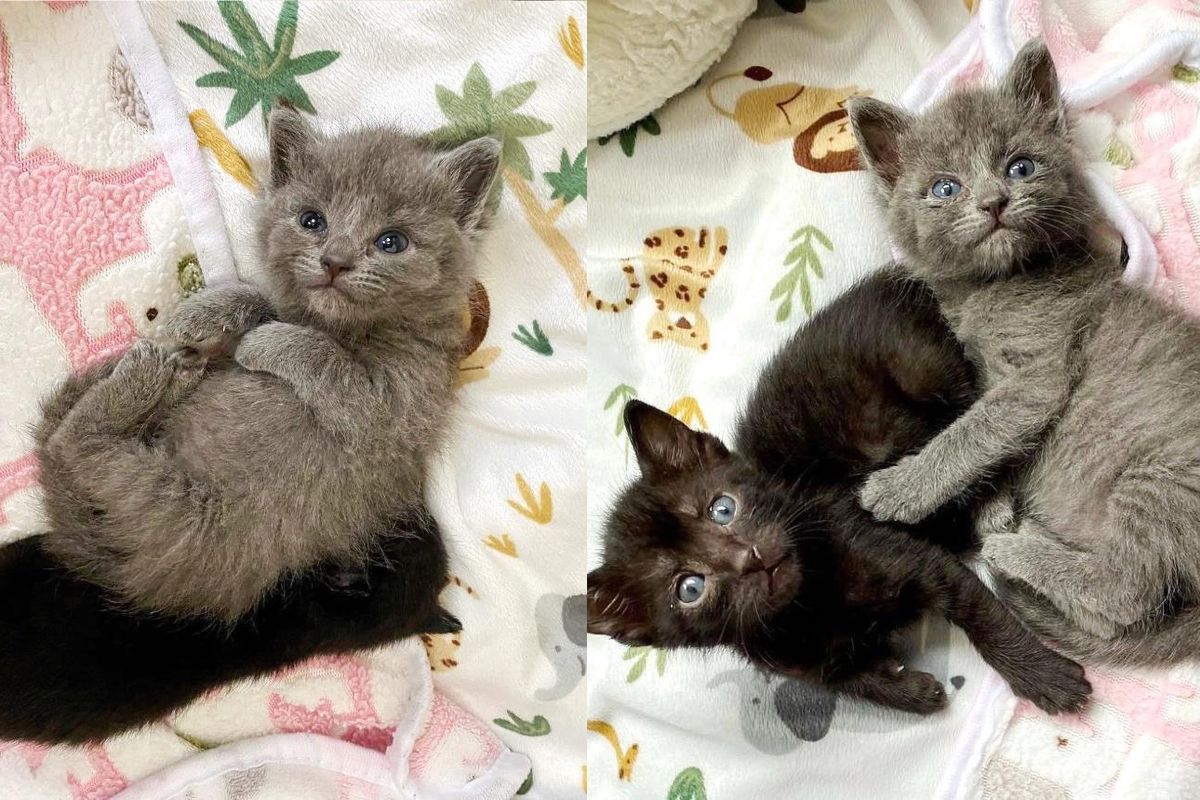 Kitten Found by Herself Takes to Two Other Younger Kittens and Showers Them with Hugs