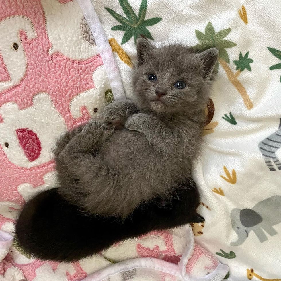 Kitten Found by Herself Takes to Two Other Younger Kittens and Showers ...