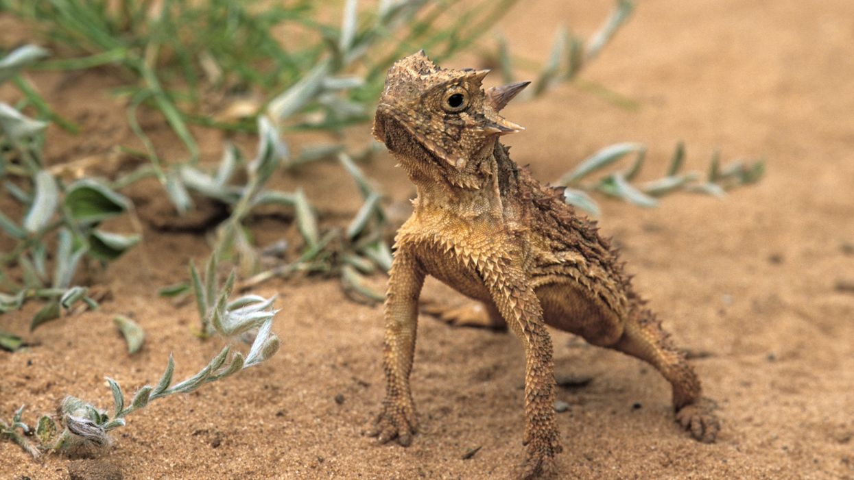 Fort Worth Zoo releases 1,000th Texas horned lizard in hopes of protecting species from endangerment