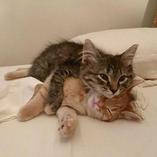 Cheap adopting sibling kittens Shop Black Friday