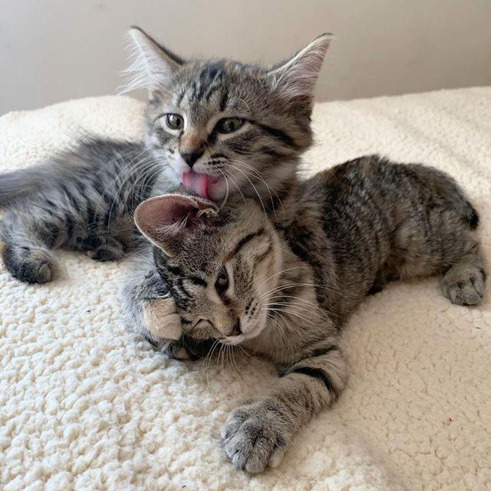 sweet tabby kittens