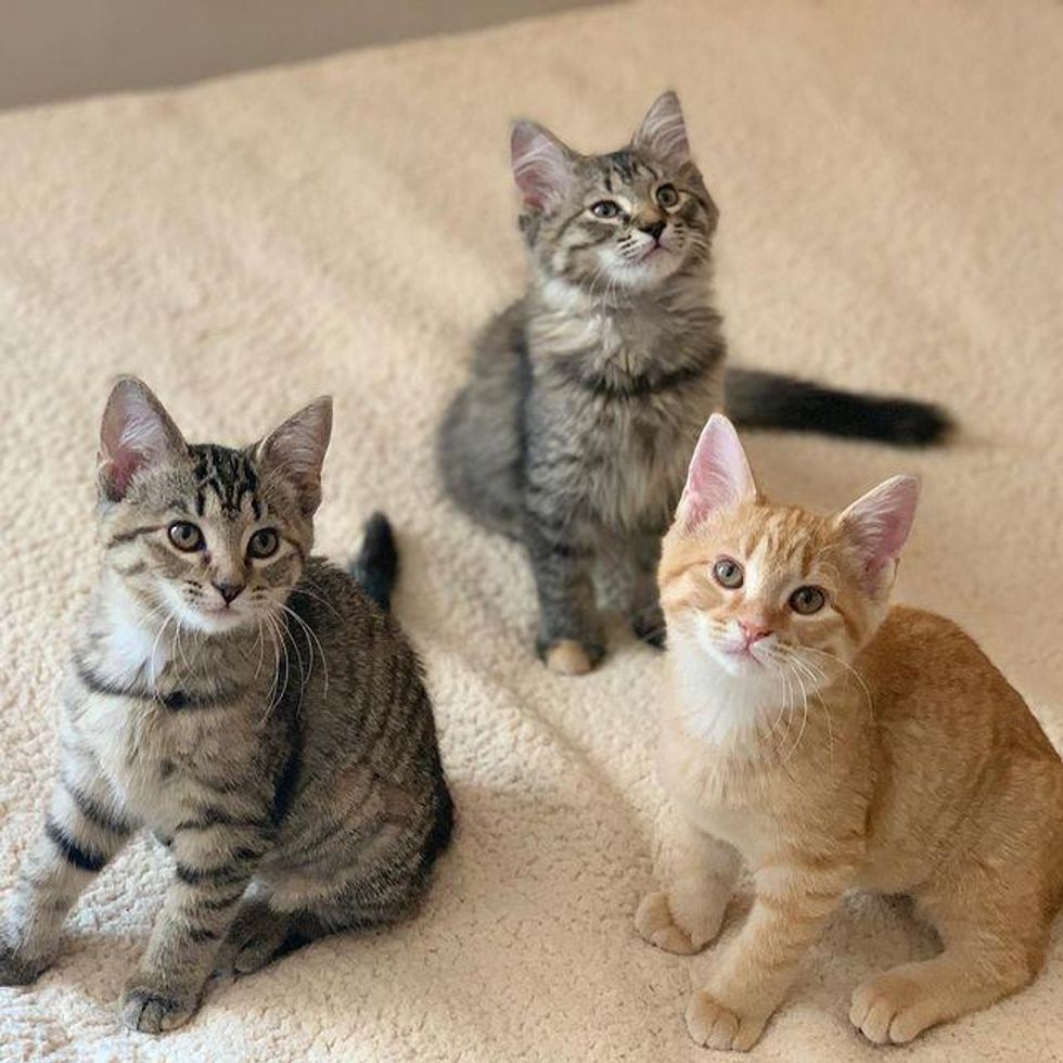 triple adoption kittens