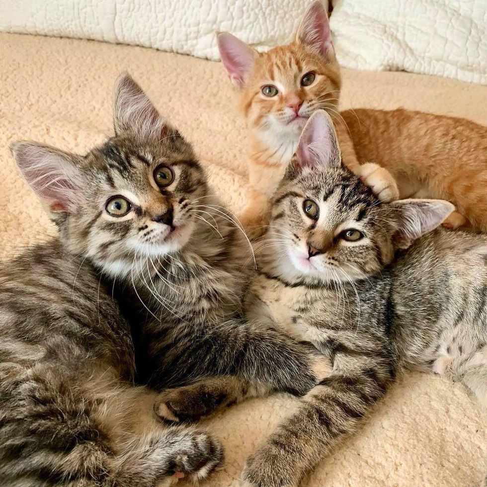 trois chatons frères et sœurs