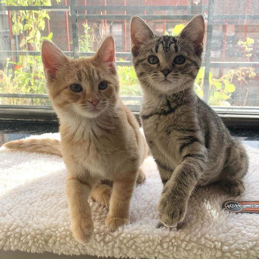 kittens by window