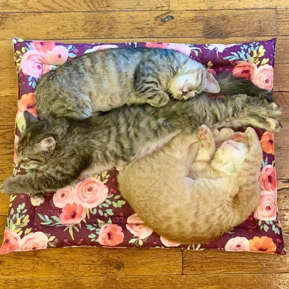 sleepy trio kittens