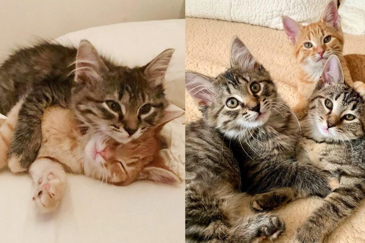 Family Looking to Adopt Pair of Kittens But Find Out They Have Another Sibling Who Needs a Home