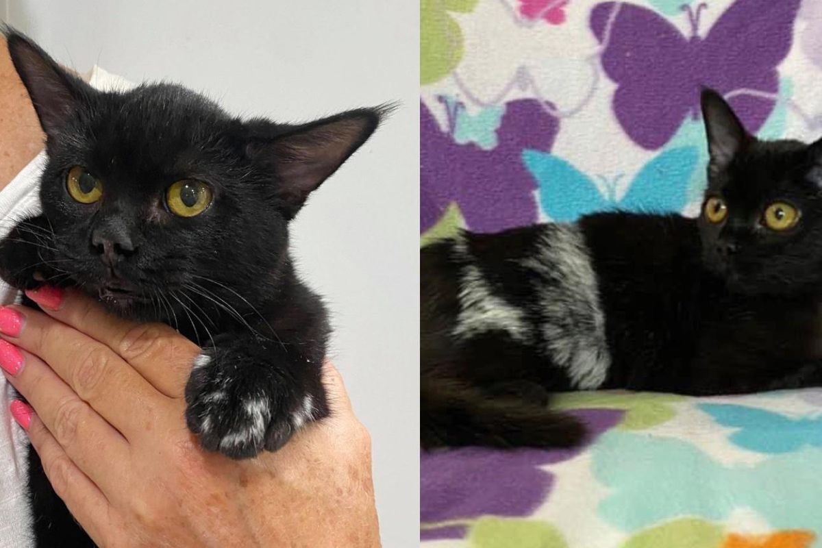 Kitten Grows Back Beautiful Fur in Different Color 8 Weeks After Being Rescued from Burns